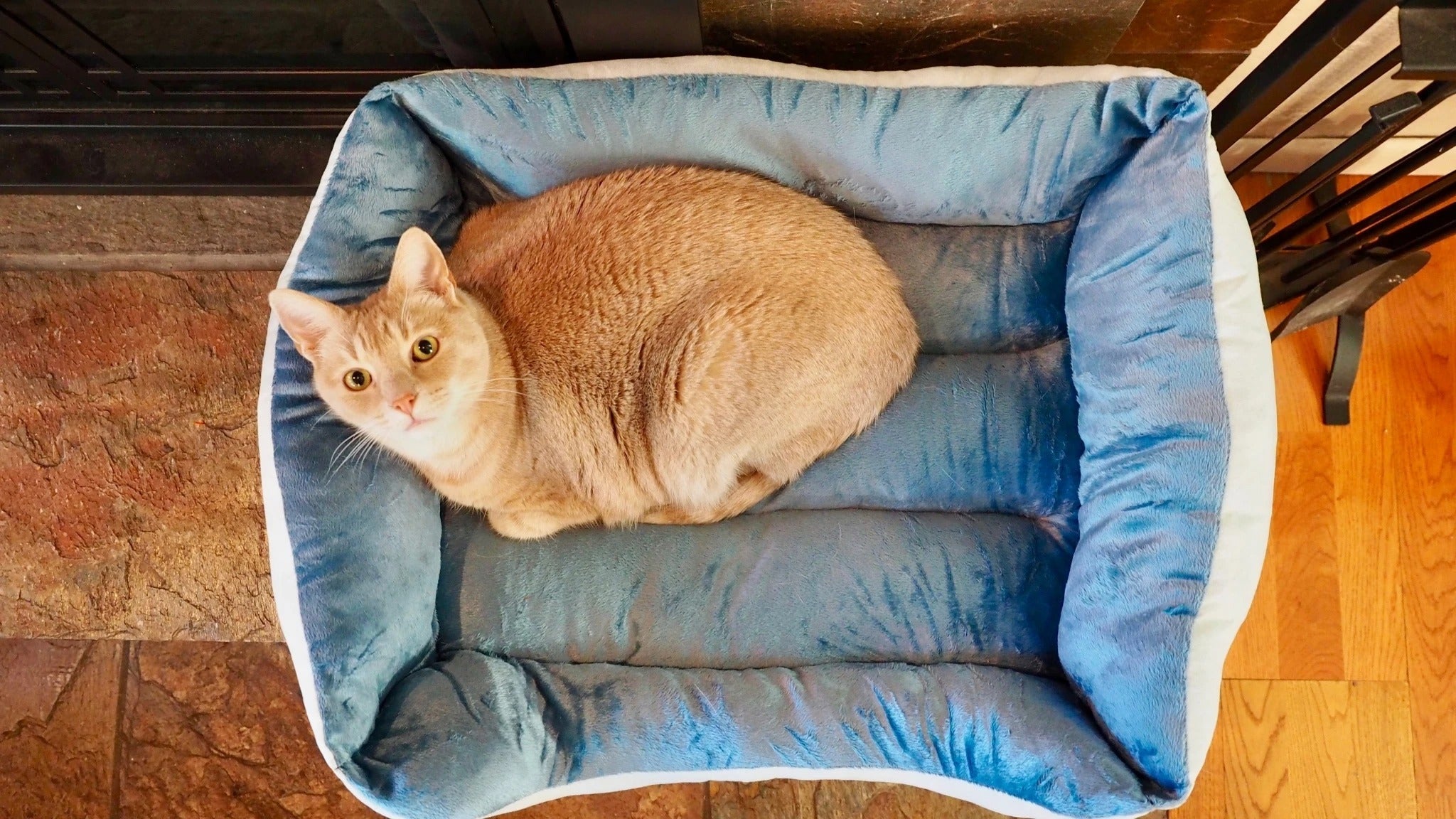 How to Create a Happier Daily Routine for Your Pet