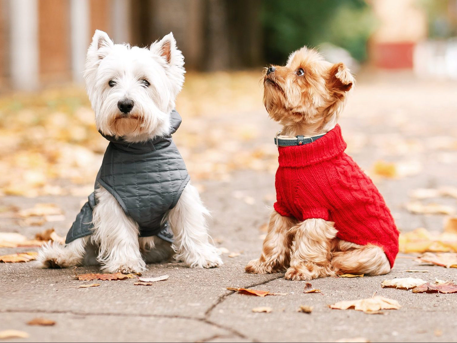Why a Clean Home and a Happy Pet Go Hand in Hand