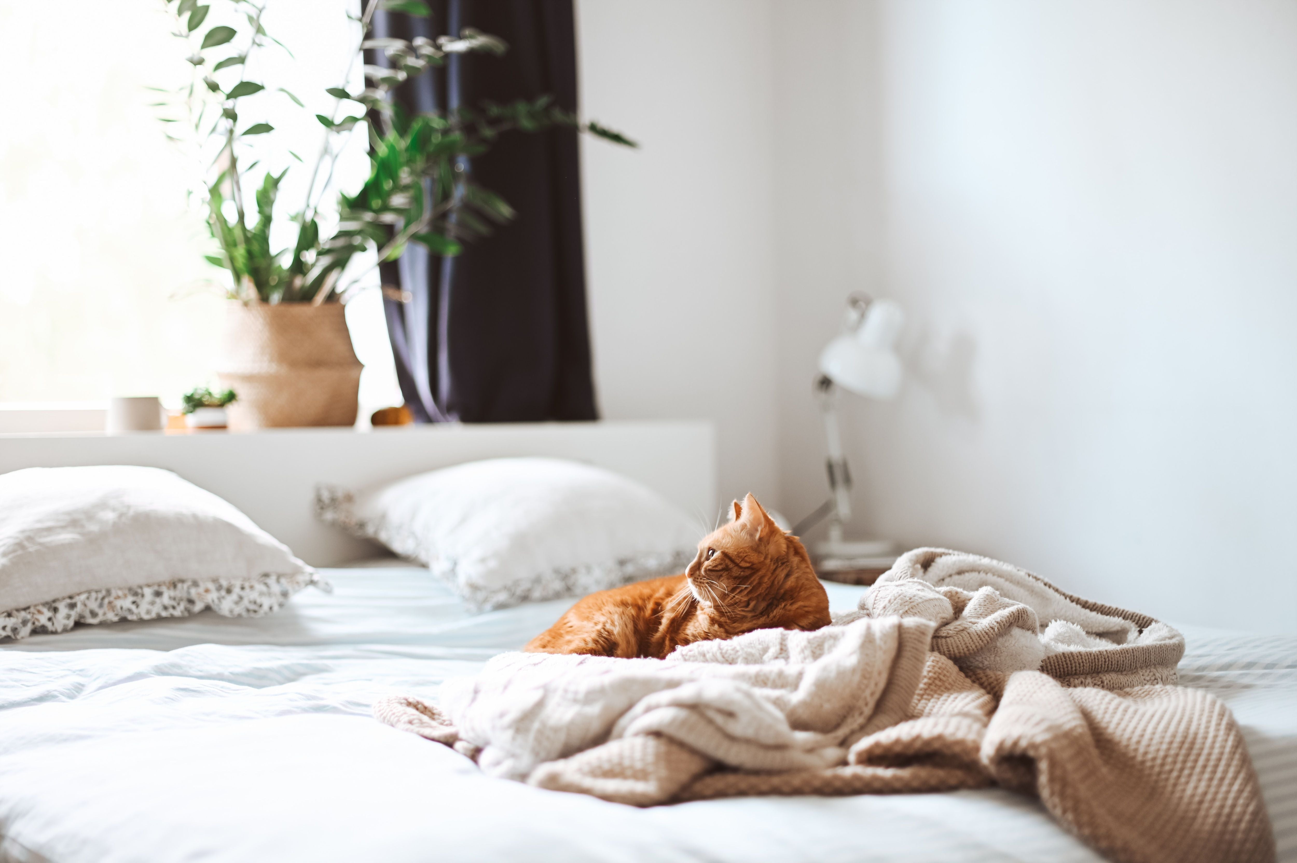 7 Simple Ways to Make Everyday Life Better for Your Pet