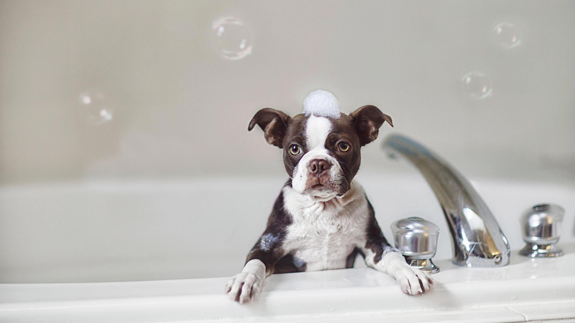 Bath, Paw Cleaning & Cleanup