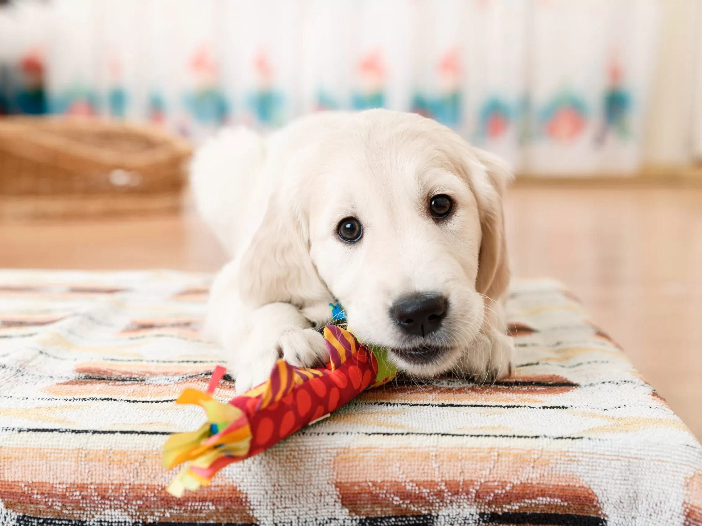 Pet Home Care & Enrichment