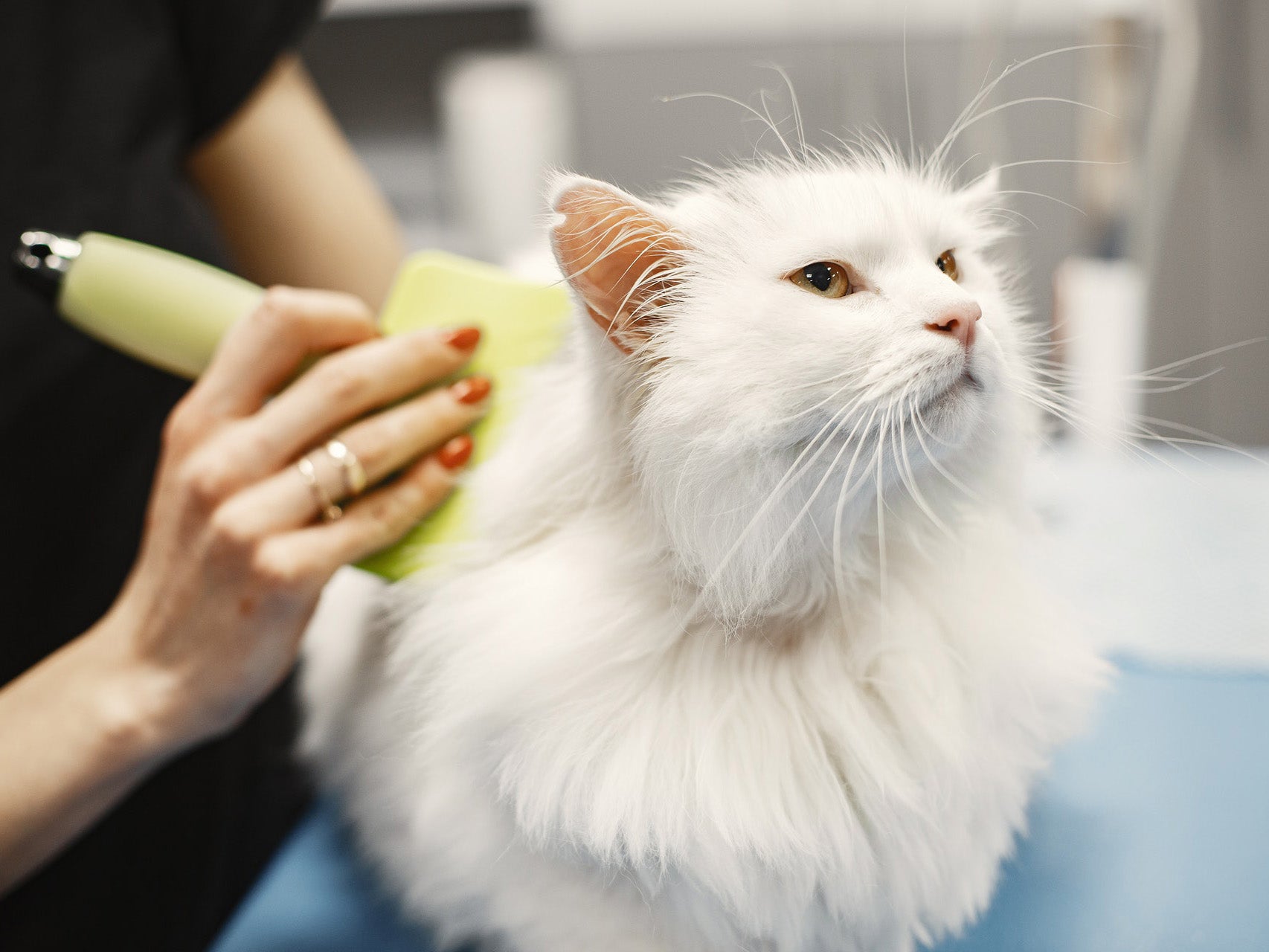 Pet Hair Cleanup & Grooming
