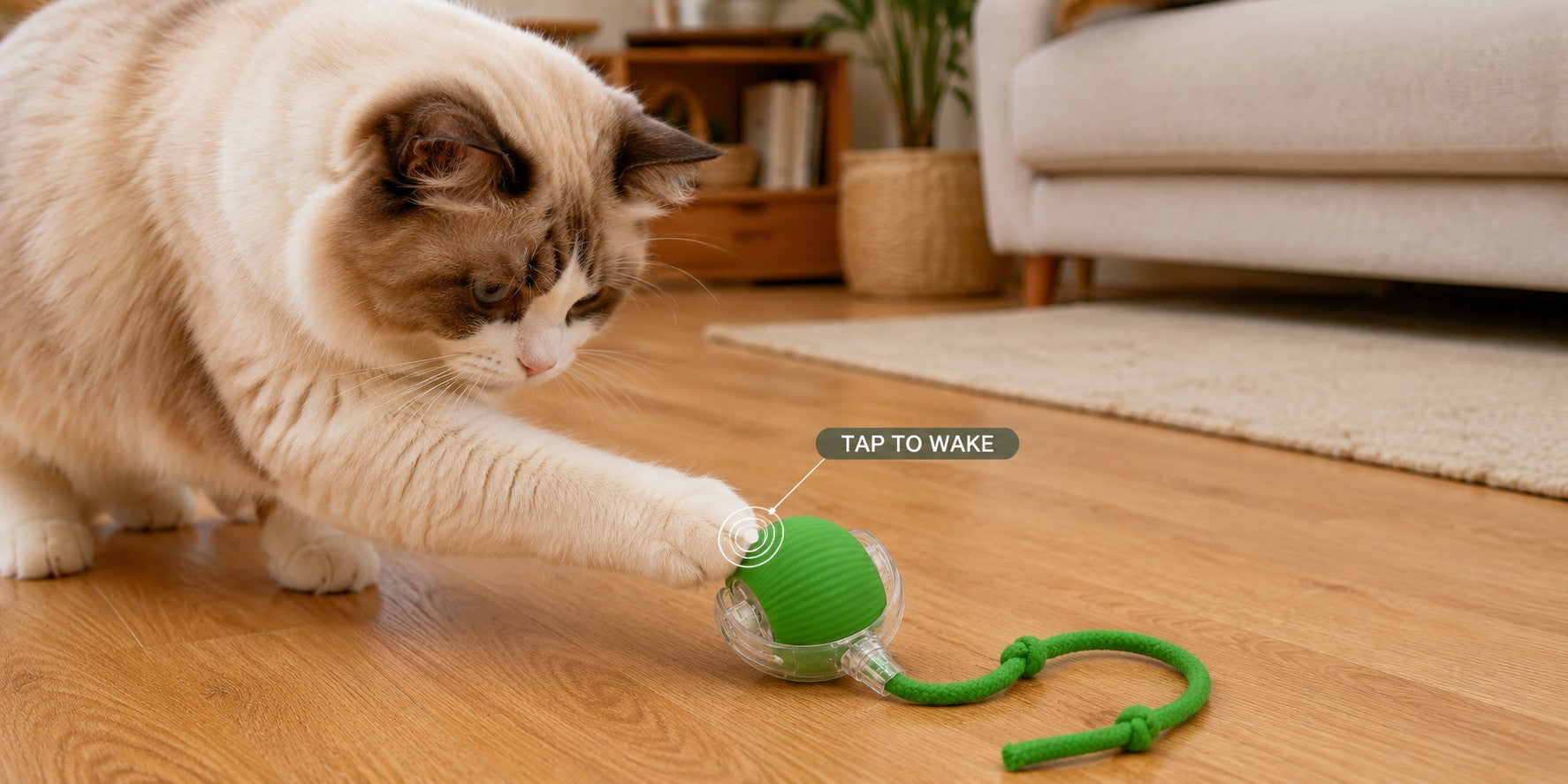 Cat tapping a green rolling tail ball to wake it